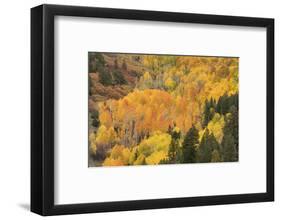 USA, Colorado, Uncompahgre National Forest. Mountain aspen forest in autumn.-Jaynes Gallery-Framed Photographic Print