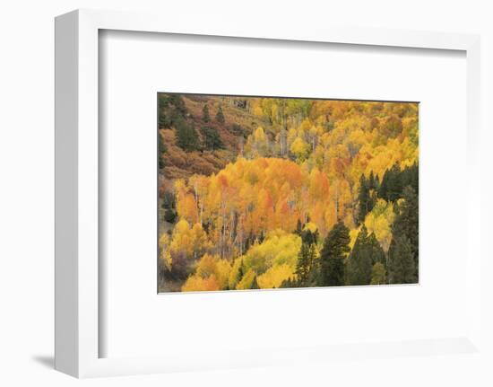 USA, Colorado, Uncompahgre National Forest. Mountain aspen forest in autumn.-Jaynes Gallery-Framed Photographic Print