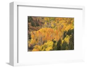 USA, Colorado, Uncompahgre National Forest. Mountain aspen forest in autumn.-Jaynes Gallery-Framed Photographic Print