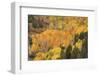 USA, Colorado, Uncompahgre National Forest. Mountain aspen forest in autumn.-Jaynes Gallery-Framed Photographic Print