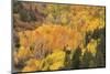 USA, Colorado, Uncompahgre National Forest. Mountain aspen forest in autumn.-Jaynes Gallery-Mounted Photographic Print