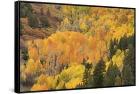 USA, Colorado, Uncompahgre National Forest. Mountain aspen forest in autumn.-Jaynes Gallery-Framed Stretched Canvas