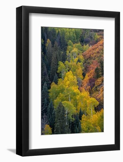 USA, Colorado, Uncompahgre National Forest. Overview of aspen and Gambel's oak trees in ravine.-Jaynes Gallery-Framed Photographic Print