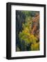 USA, Colorado, Uncompahgre National Forest. Overview of aspen and Gambel's oak trees in ravine.-Jaynes Gallery-Framed Photographic Print