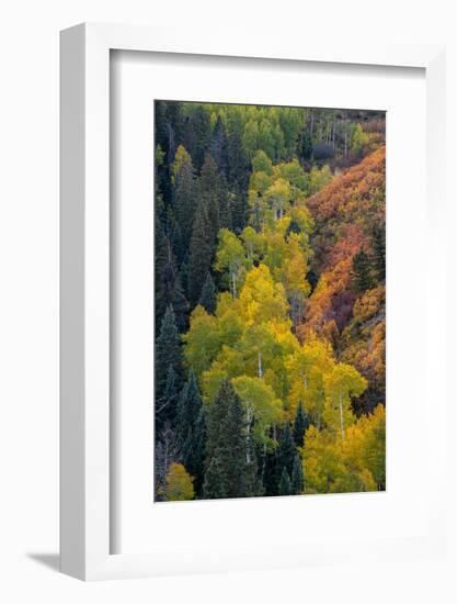 USA, Colorado, Uncompahgre National Forest. Overview of aspen and Gambel's oak trees in ravine.-Jaynes Gallery-Framed Photographic Print