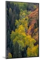 USA, Colorado, Uncompahgre National Forest. Overview of aspen and Gambel's oak trees in ravine.-Jaynes Gallery-Mounted Photographic Print