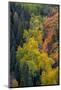 USA, Colorado, Uncompahgre National Forest. Overview of aspen and Gambel's oak trees in ravine.-Jaynes Gallery-Mounted Photographic Print