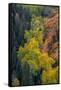 USA, Colorado, Uncompahgre National Forest. Overview of aspen and Gambel's oak trees in ravine.-Jaynes Gallery-Framed Stretched Canvas