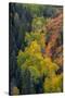 USA, Colorado, Uncompahgre National Forest. Overview of aspen and Gambel's oak trees in ravine.-Jaynes Gallery-Stretched Canvas