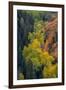 USA, Colorado, Uncompahgre National Forest. Overview of aspen and Gambel's oak trees in ravine.-Jaynes Gallery-Framed Photographic Print