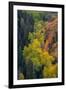 USA, Colorado, Uncompahgre National Forest. Overview of aspen and Gambel's oak trees in ravine.-Jaynes Gallery-Framed Photographic Print