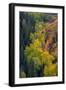 USA, Colorado, Uncompahgre National Forest. Overview of aspen and Gambel's oak trees in ravine.-Jaynes Gallery-Framed Photographic Print