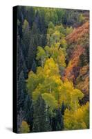 USA, Colorado, Uncompahgre National Forest. Overview of aspen and Gambel's oak trees in ravine.-Jaynes Gallery-Stretched Canvas