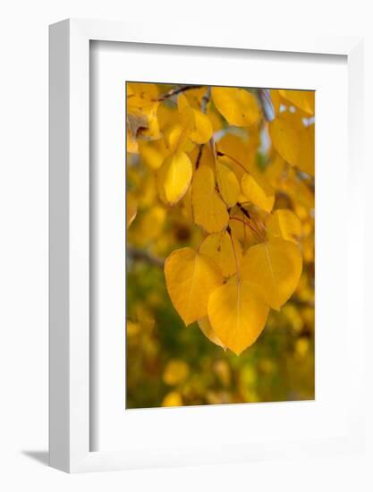 USA, Colorado, Vindicator Valley Trail. Historic gold mining district. Yellow aspens along path.-Cindy Miller Hopkins-Framed Photographic Print