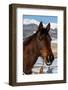 USA, Colorado, Westcliffe. Bay ranch horse.-Cindy Miller Hopkins-Framed Photographic Print