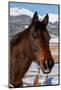 USA, Colorado, Westcliffe. Bay ranch horse.-Cindy Miller Hopkins-Mounted Photographic Print