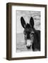 USA, Colorado, Westcliffe. Cute old ranch donkey, face detail.-Cindy Miller Hopkins-Framed Photographic Print