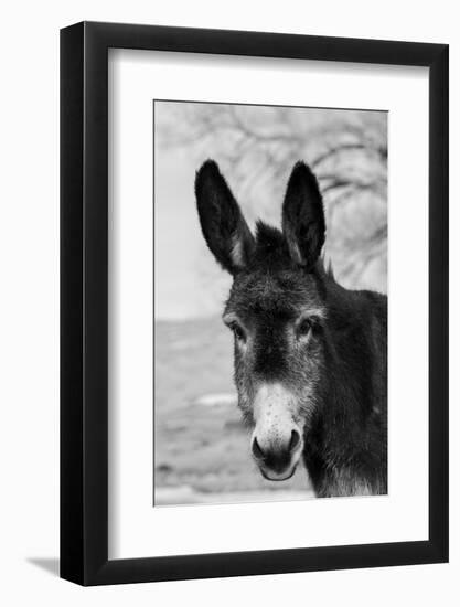 USA, Colorado, Westcliffe. Cute old ranch donkey, face detail.-Cindy Miller Hopkins-Framed Photographic Print