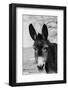 USA, Colorado, Westcliffe. Cute old ranch donkey, face detail.-Cindy Miller Hopkins-Framed Photographic Print