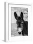 USA, Colorado, Westcliffe. Cute old ranch donkey, face detail.-Cindy Miller Hopkins-Framed Photographic Print