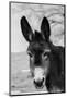 USA, Colorado, Westcliffe. Cute old ranch donkey, face detail.-Cindy Miller Hopkins-Mounted Photographic Print