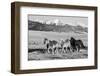 USA, Colorado, Westcliffe. Herd of horses.-Cindy Miller Hopkins-Framed Photographic Print