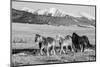 USA, Colorado, Westcliffe. Herd of horses.-Cindy Miller Hopkins-Mounted Photographic Print