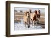 USA, Colorado, Westcliffe. Herd of mixed breed horses running in the snow.-Cindy Miller Hopkins-Framed Photographic Print