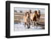 USA, Colorado, Westcliffe. Herd of mixed breed horses running in the snow.-Cindy Miller Hopkins-Framed Photographic Print