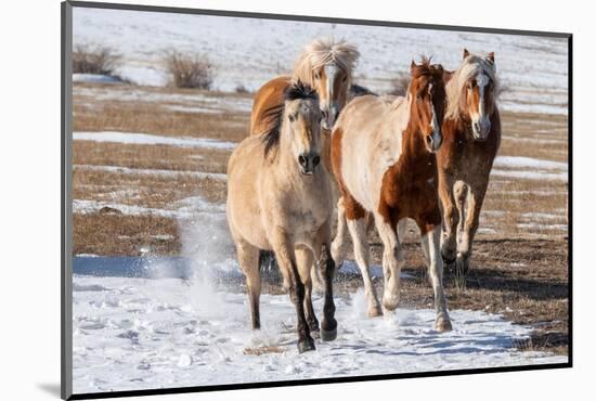 USA, Colorado, Westcliffe. Herd of mixed breed horses running in the snow.-Cindy Miller Hopkins-Mounted Photographic Print