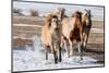 USA, Colorado, Westcliffe. Herd of mixed breed horses running in the snow.-Cindy Miller Hopkins-Mounted Photographic Print