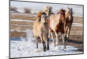 USA, Colorado, Westcliffe. Herd of mixed breed horses running in the snow.-Cindy Miller Hopkins-Mounted Photographic Print