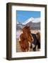 USA, Colorado, Westcliffe. Paint horse.-Cindy Miller Hopkins-Framed Photographic Print