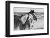 USA, Colorado, Westcliffe. Ranch horses in winter.-Cindy Miller Hopkins-Framed Photographic Print