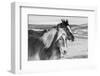 USA, Colorado, Westcliffe. Ranch horses in winter.-Cindy Miller Hopkins-Framed Photographic Print