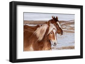 USA, Colorado, Westcliffe. Ranch horses in winter.-Cindy Miller Hopkins-Framed Photographic Print