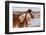 USA, Colorado, Westcliffe. Ranch horses in winter.-Cindy Miller Hopkins-Framed Photographic Print