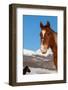 USA, Colorado, Westcliffe. Sorrel horse.-Cindy Miller Hopkins-Framed Photographic Print