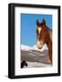 USA, Colorado, Westcliffe. Sorrel horse.-Cindy Miller Hopkins-Framed Photographic Print