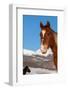 USA, Colorado, Westcliffe. Sorrel horse.-Cindy Miller Hopkins-Framed Photographic Print