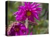 USA, Colorado. White-Lined Sphinx Moth Feeds on Flower Nectar-Jaynes Gallery-Stretched Canvas