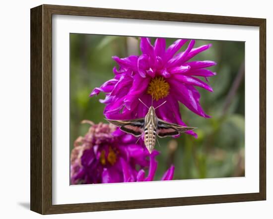 USA, Colorado. White-Lined Sphinx Moth Feeds on Flower Nectar-Jaynes Gallery-Framed Premium Photographic Print