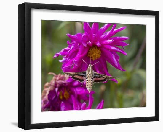 USA, Colorado. White-Lined Sphinx Moth Feeds on Flower Nectar-Jaynes Gallery-Framed Premium Photographic Print