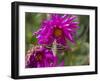 USA, Colorado. White-Lined Sphinx Moth Feeds on Flower Nectar-Jaynes Gallery-Framed Premium Photographic Print