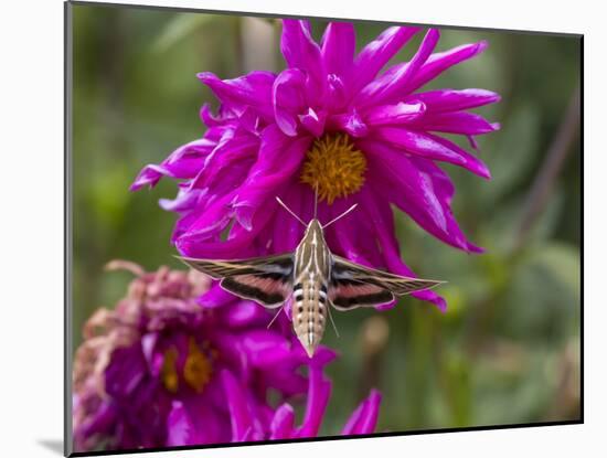 USA, Colorado. White-Lined Sphinx Moth Feeds on Flower Nectar-Jaynes Gallery-Mounted Premium Photographic Print