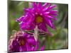 USA, Colorado. White-Lined Sphinx Moth Feeds on Flower Nectar-Jaynes Gallery-Mounted Premium Photographic Print
