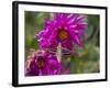 USA, Colorado. White-Lined Sphinx Moth Feeds on Flower Nectar-Jaynes Gallery-Framed Photographic Print