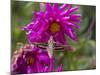 USA, Colorado. White-Lined Sphinx Moth Feeds on Flower Nectar-Jaynes Gallery-Mounted Photographic Print