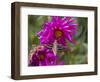 USA, Colorado. White-Lined Sphinx Moth Feeds on Flower Nectar-Jaynes Gallery-Framed Photographic Print