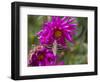 USA, Colorado. White-Lined Sphinx Moth Feeds on Flower Nectar-Jaynes Gallery-Framed Photographic Print